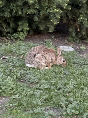Sylvilagus floridanus