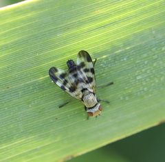 Melieria picta