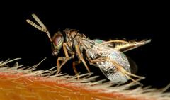 Pteromalus