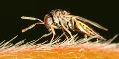 Pteromalus