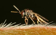Pteromalus