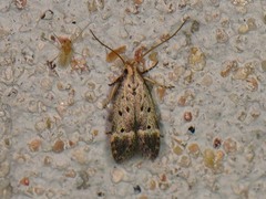 Neodactylota liguritrix