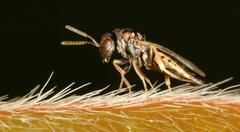 Pteromalus