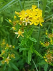 Hypericum adpressum