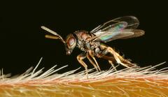 Pteromalus