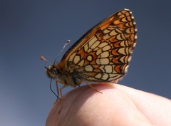 Melitaea britomartis