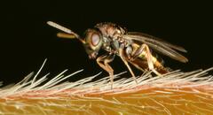 Pteromalus