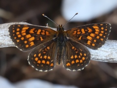 Melitaea britomartis