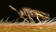 Pteromalus