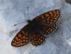 Melitaea britomartis