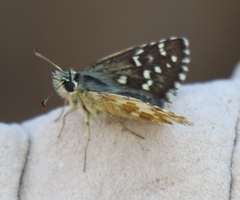 Pyrgus alveus