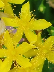 Hypericum adpressum