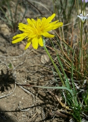 Agoseris parviflora