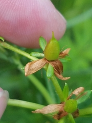 Hypericum adpressum