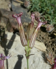 Silene bernardina