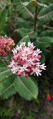 Asclepias otarioides