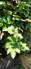 Berberis alpina
