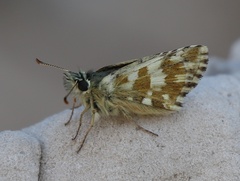 Pyrgus alveus
