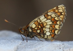Melitaea britomartis