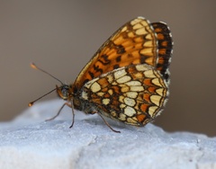Melitaea britomartis