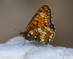Melitaea britomartis