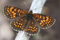 Melitaea britomartis