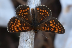 Melitaea britomartis