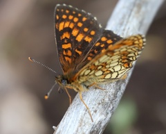 Melitaea britomartis