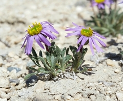 Erigeron pygmaeus