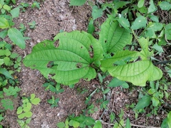 Dioscorea convolvulacea