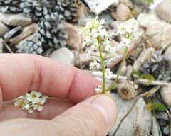 Smelowskia alba
