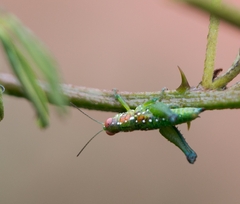 Chloropseustes