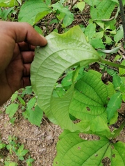Dioscorea convolvulacea