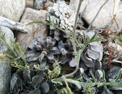 Smelowskia alba