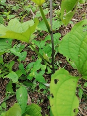 Dioscorea convolvulacea