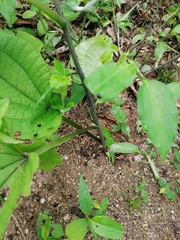 Dioscorea convolvulacea