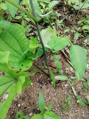 Dioscorea convolvulacea