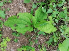 Dioscorea convolvulacea