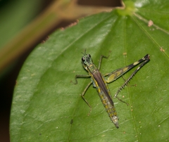 Eumastacini