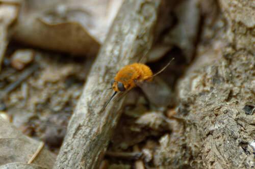 Heterostylum ferrugineum
