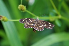 Chlosyne theona brocki