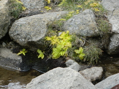 Pinguicula corsica