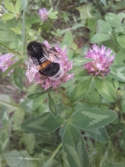 Bombus