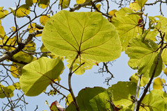 Coccoloba pubescens