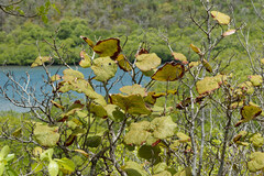 Coccoloba pubescens