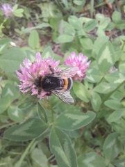 Bombus