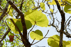 Coccoloba pubescens
