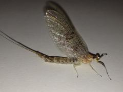 Ephemera varia