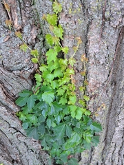 Parthenocissus tricuspidata