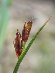 Juncus parryi